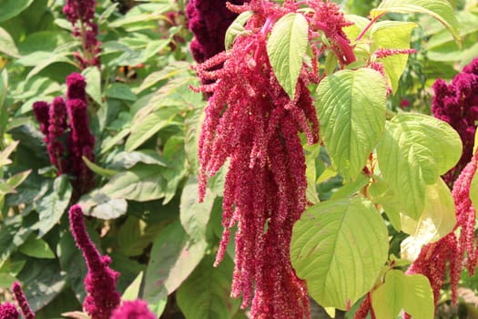 The picture shows a field of amaranth.