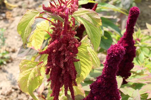 The picture shows a field of amaranth.