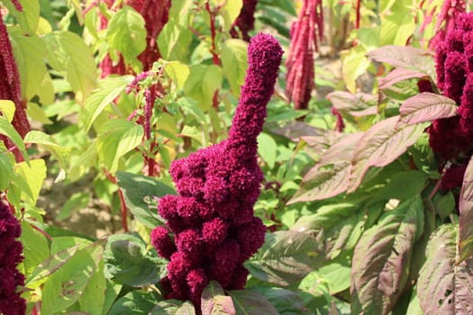 The picture shows a field of amaranth.