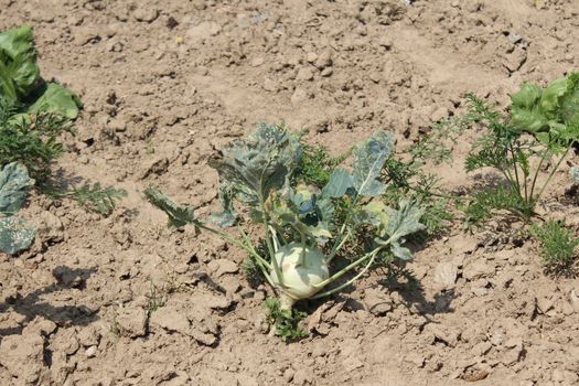 The picture shows cabbage turnip in the garden.