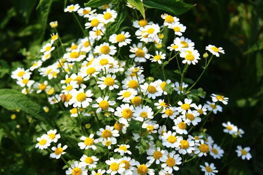 The picture shows a chamomile in the garden.