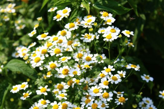 The picture shows chamomile in the garden.
