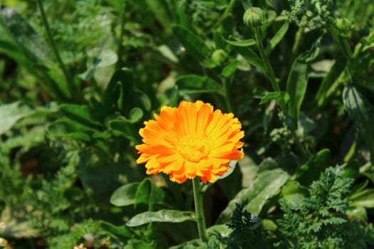 The picture shows marigold on a sunny day.