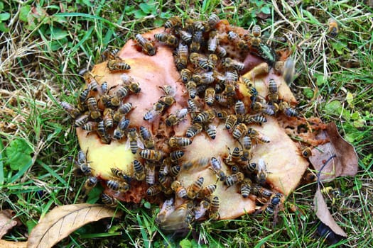 The picture shows bees on a pear.