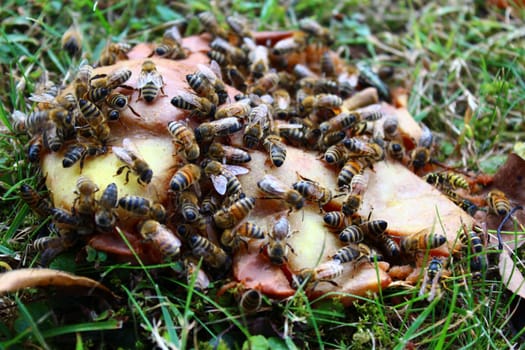 The picture shows bees on a pear.