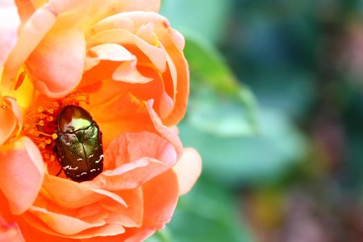 The picture shows a rose chafer on a rose.