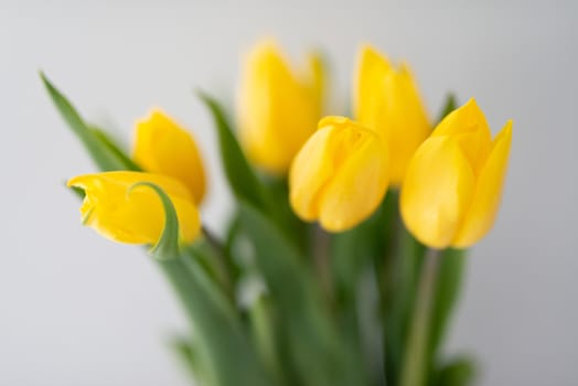 Bouquet of tulips isolated on white background.