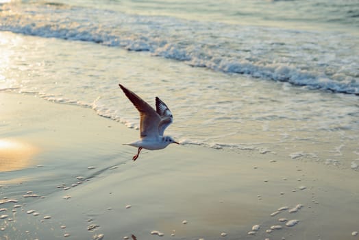 Sunset on the baltic sea with seagulls. Summer time. Golden hour.