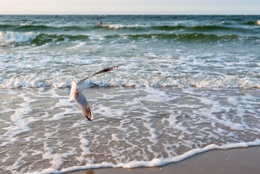 Sunset on the baltic sea with seagulls. Summer time. Golden hour.