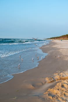 Sunset on the baltic sea with seagulls. Summer time. Golden hour.