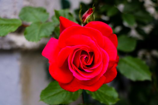 Red rose flower bloom on a background in a roses garden
