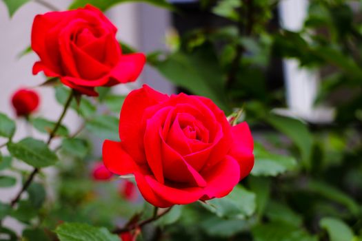 Detail of red roses in the garden. Selective focus