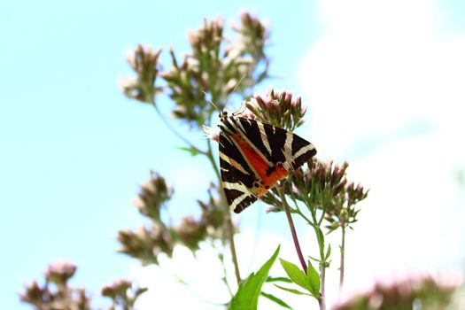 The picture shows a jersey tiger on a flower.