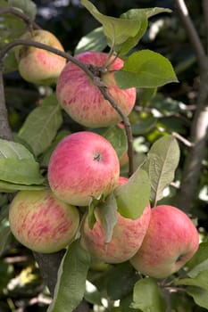 Close-up of red ripe apples on a branch.
