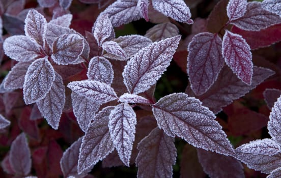purple leaves are covered with morning frost
