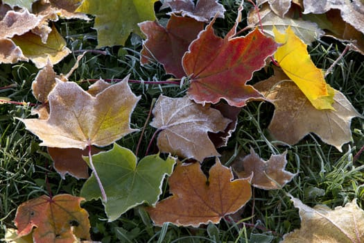   frosted fall maple leaves  on the grass