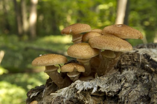  edible mushrooms in the forest on a sunny day, Armillaria mellea