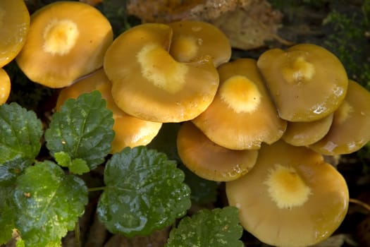  yellow mushrooms close up, top view of the caps