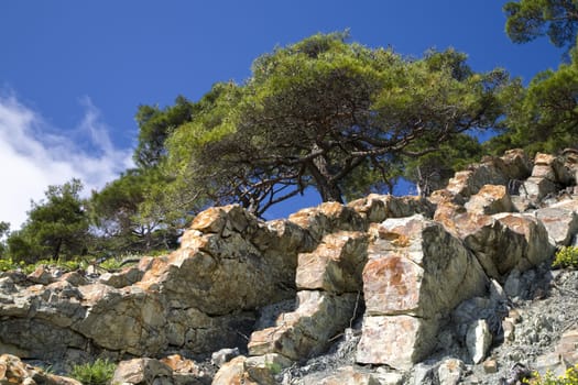 pine tree growing on the stone slope