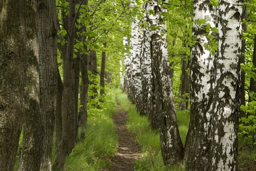 beautiful footpath in the forest between the limes and birches