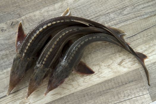 russian sturgeon on wooden table