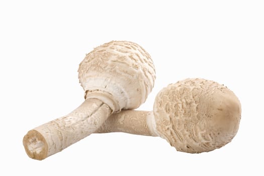 two edible mushrooms(Macrolepiota rhacodes) isolated on white background