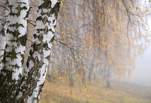 a birch grove in the haze