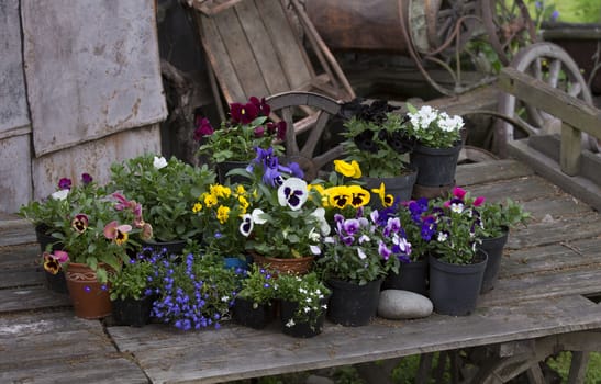 Detail of an old wooden cart with many pots of flowers