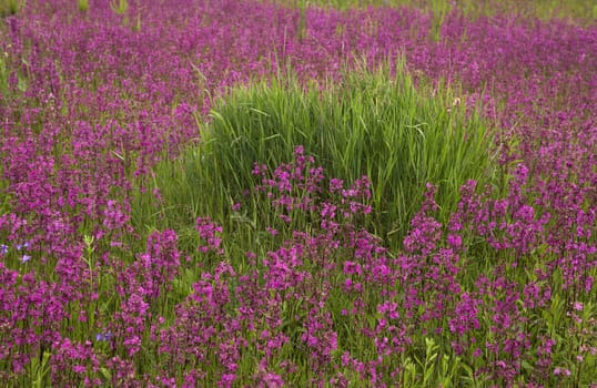 beautiful blooming wildflowers on the meadow in the summertime