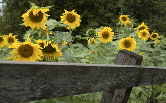 Blooming sunflowers in a private garden with wooden planks fence.