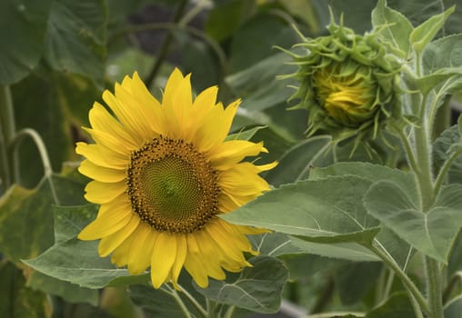 Yellow sunflowers blooming in a garden on a green background