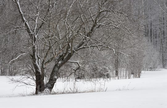 Trees covered with frost and snow in a cold winter day.