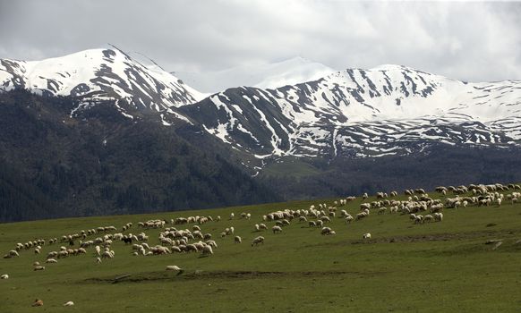 Sheep on a green meadow in the mountains, Georgia Caucasus.