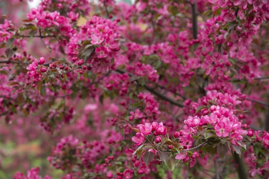 Delicate pink crabapples blossom in spring