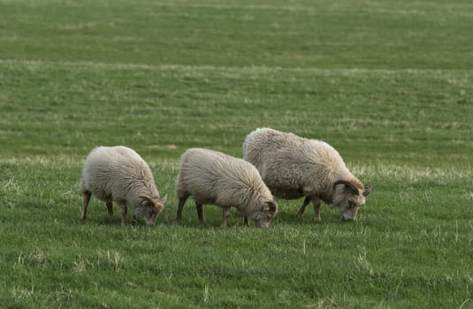 Icelandic sheeps on the meadow in windy weather.