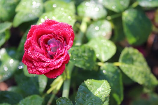 The picture shows red roses after the rain.