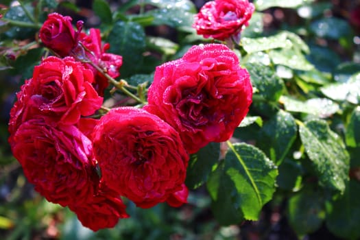 The picture shows red roses after the rain.