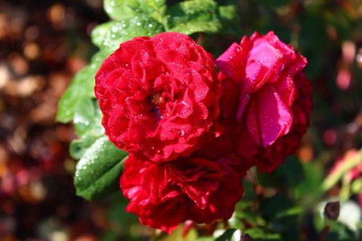 The picture shows red roses after the rain.