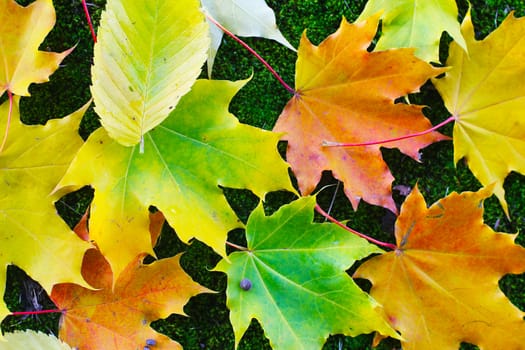 Background of autumn leaves of different colors on a dark green background.