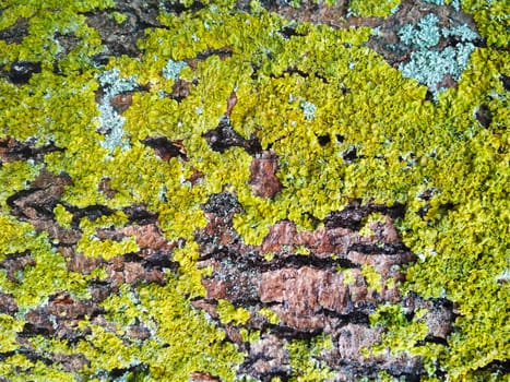 
Texture of tree bark covered with green moss .
