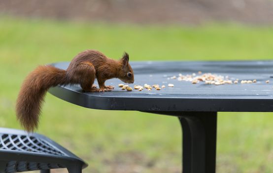 red squirrel looking for seeds and other foods and find peanuts on garden table