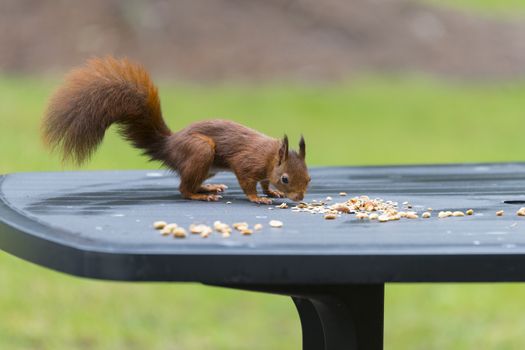 red squirrel looking for seeds and other foods and find peanuts on garden table
