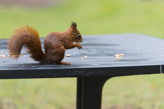 red squirrel looking for seeds and other foods and find peanuts on garden table