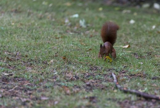 squirrel busy hiding seeds in the ground for winter stock