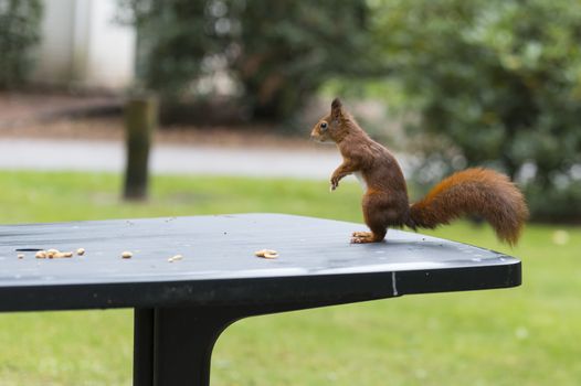 red squirrel stands on its hind legs on a garden table