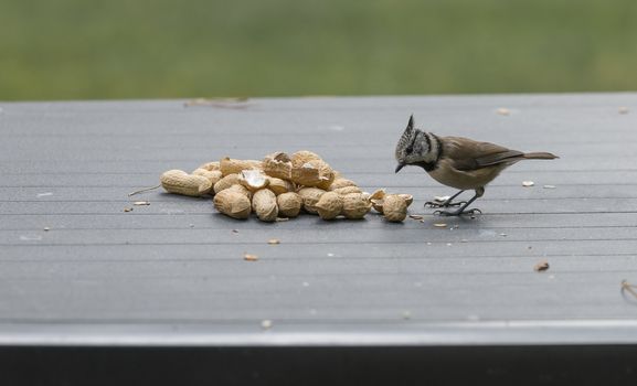 a crested tit seeks seeds for the winter on the garden table