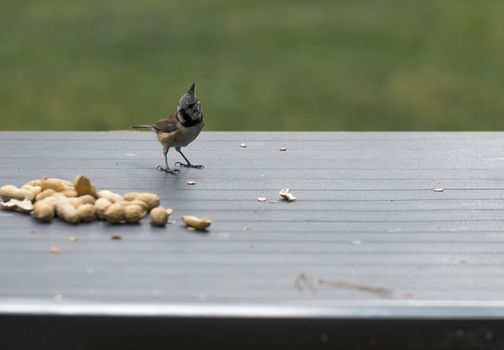 a crested tit seeks seeds for the winter on the garden table