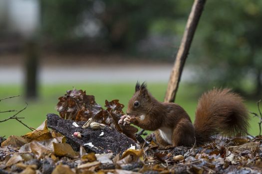 red squirrel looking for seeds and other foods and find peanuts on garden table