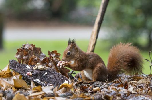 red squirrel looking for seeds and other foods and find peanuts on garden table