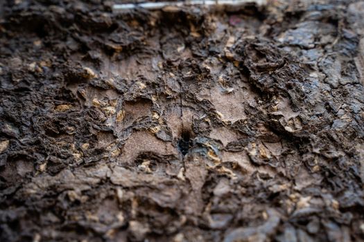 The Selected focus Close up on termite infested wood pole